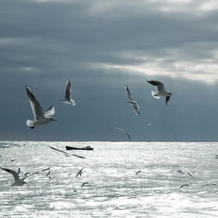 Stelle Marine
